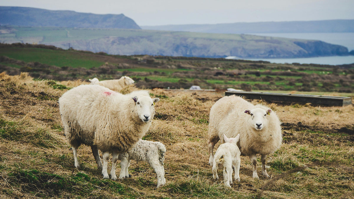 The Magic of Wool: Warmth, Style, and Sustainability for Winter
